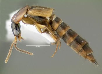 Media type: image;   Entomology 601700 Aspect: habitus lateral view